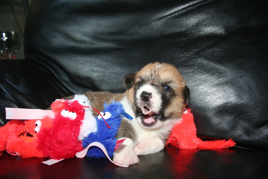 Puppies